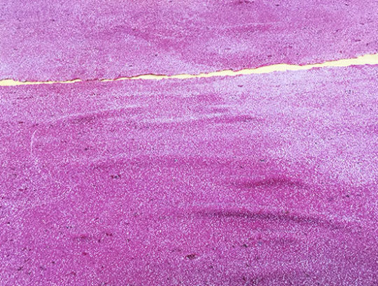 mamma lia tradizione gastronomiche catering cucina eventi tortellini pasta fresca cibo sassuolo modena